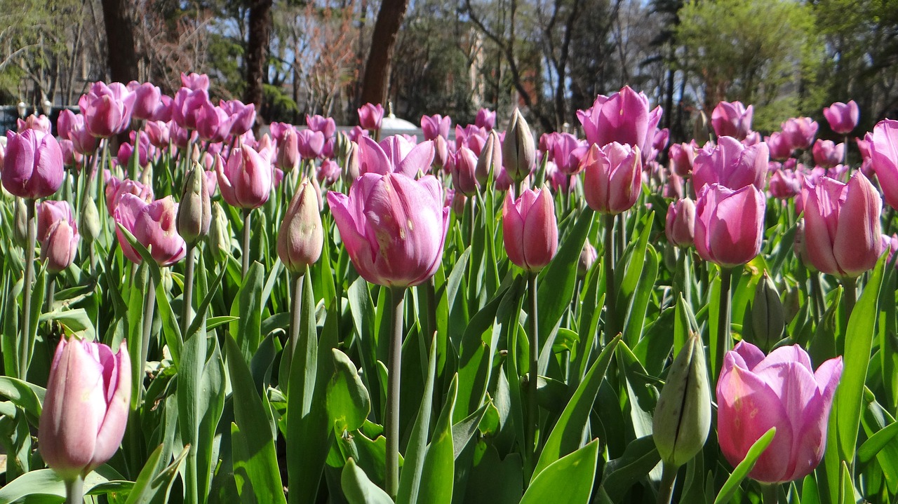 istanbul sultanahmet tulips free photo
