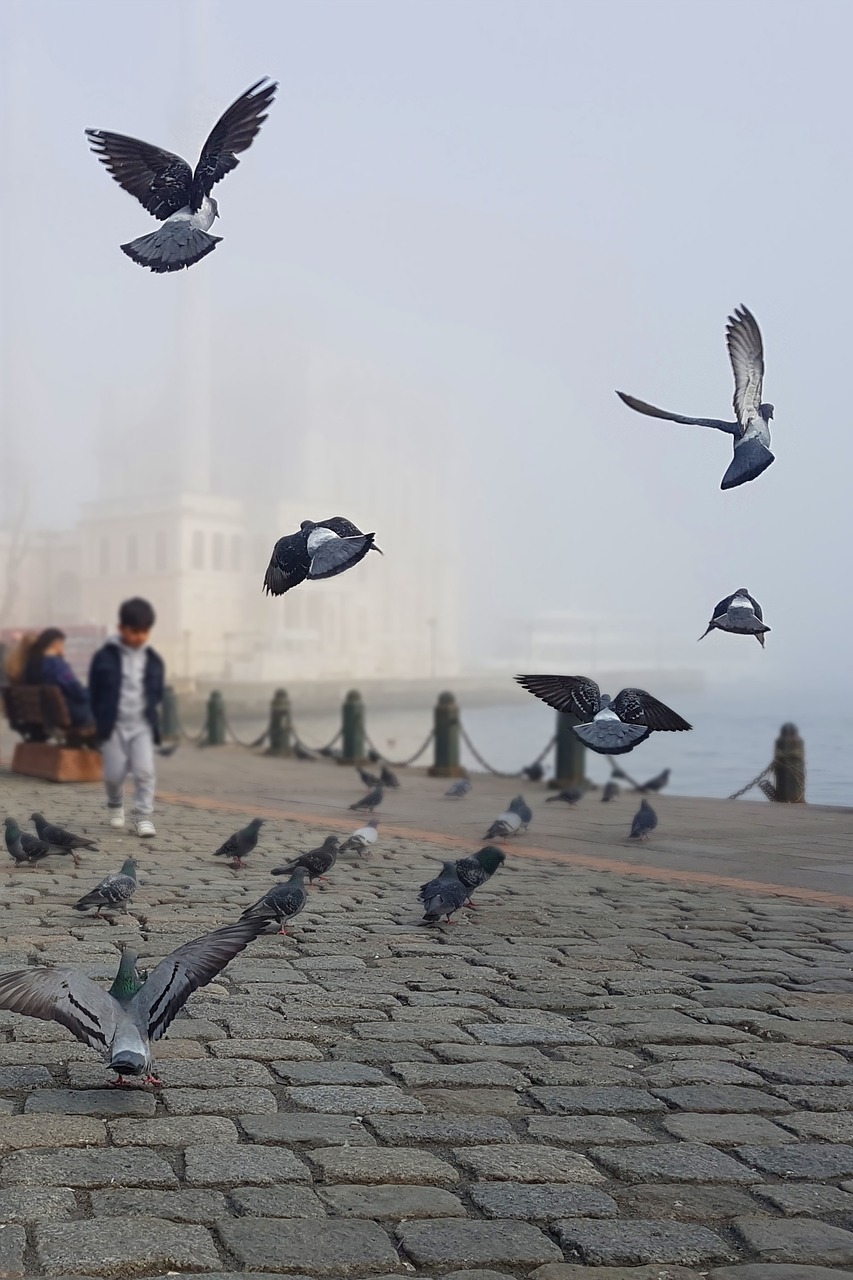 istanbul pigeons mosque free photo