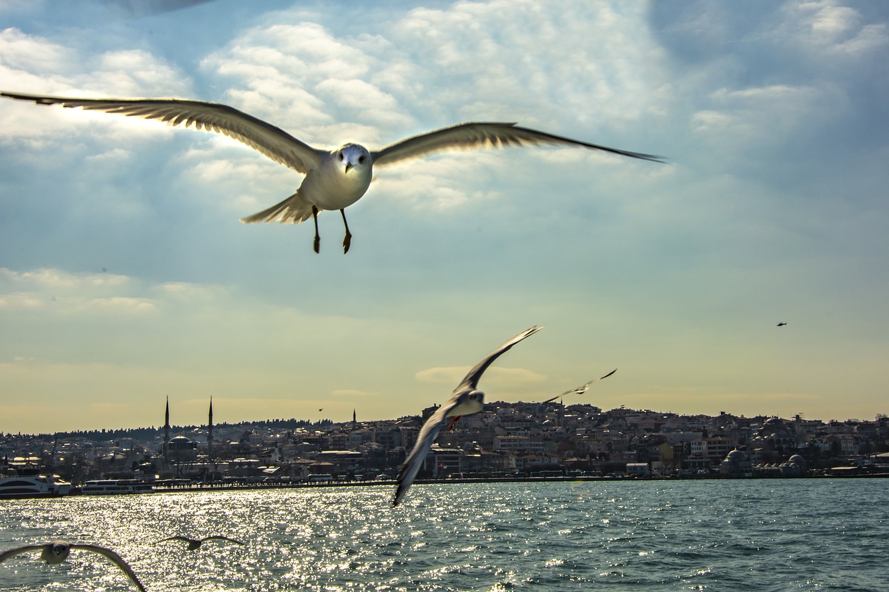 istanbul  seagull  turkey free photo