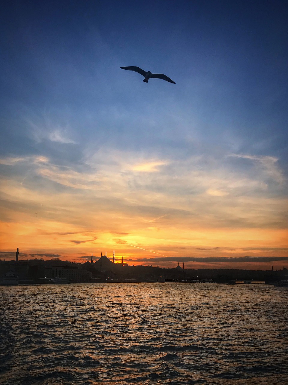 istanbul  sunset  bird free photo