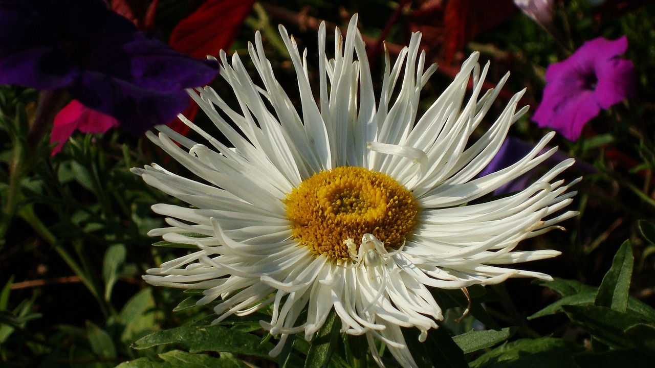 istra flower flower bed free photo