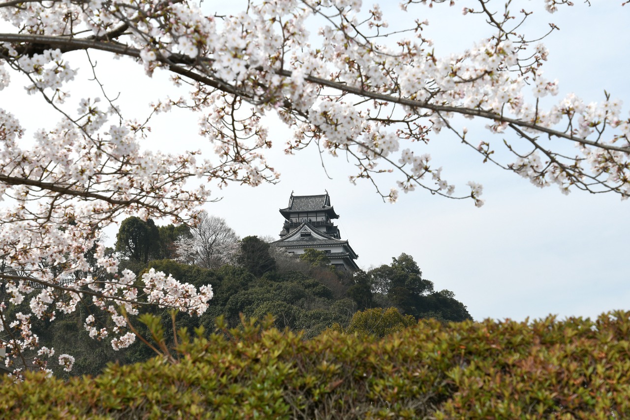 it  inuyama  cherry blossoms free photo