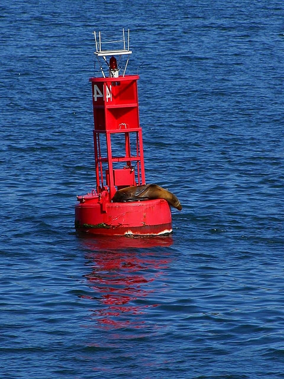 it seal bay free photo