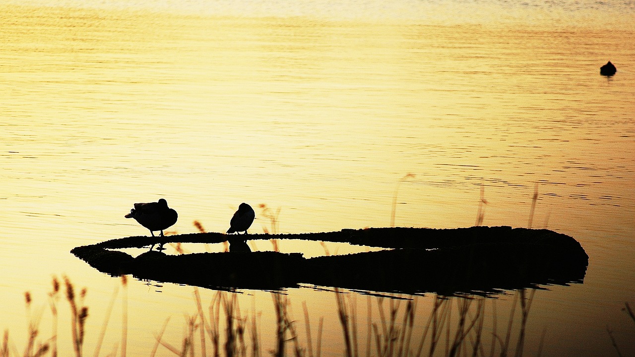 it can gyeongpoho  sunrise  nature free photo