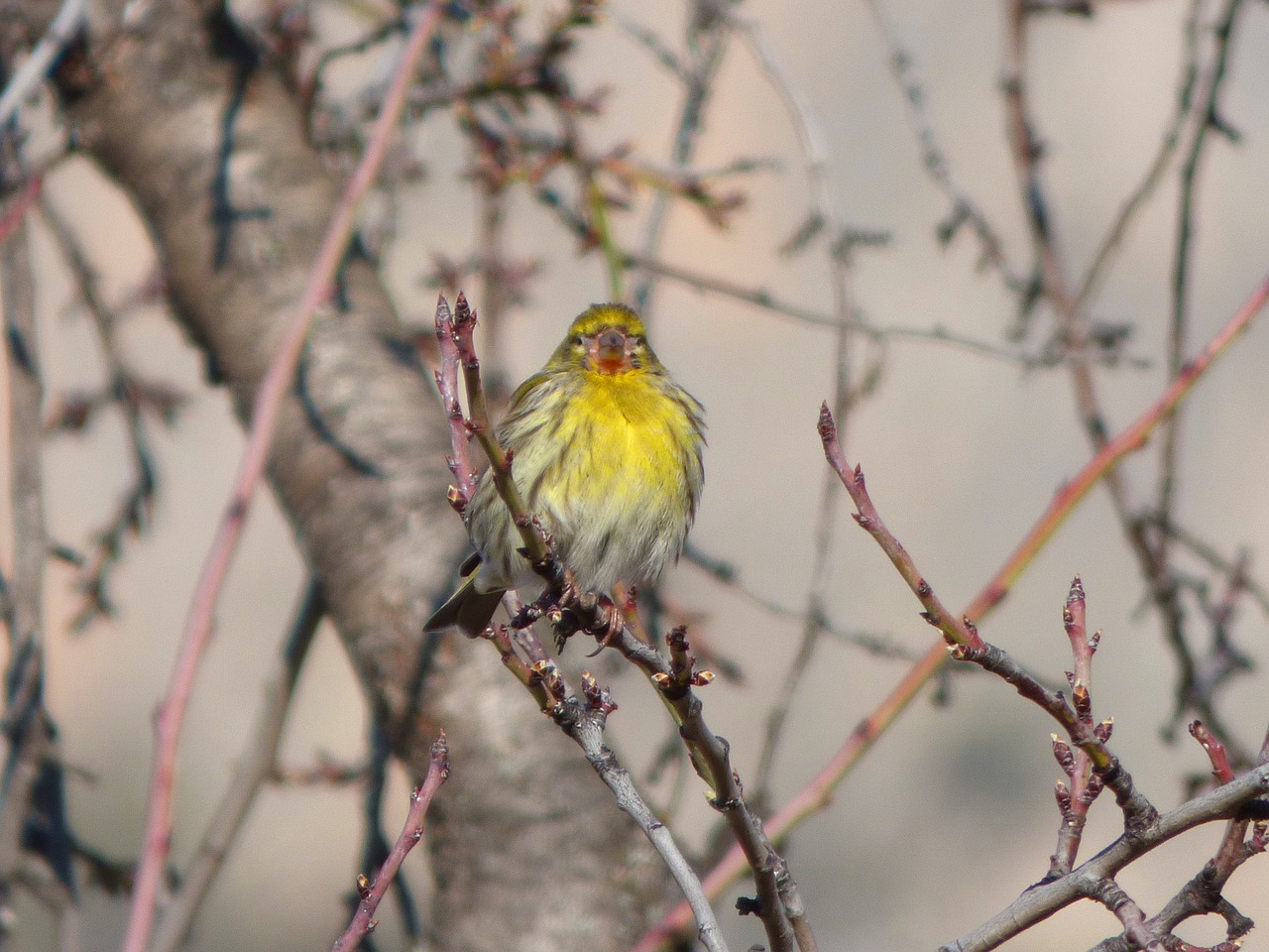 it gafarró bird serinus serinus free photo