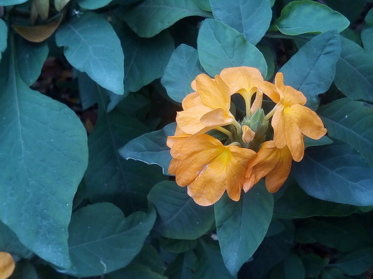 it leaves flowers sagkrni flowers the orange-yellow flowers free photo