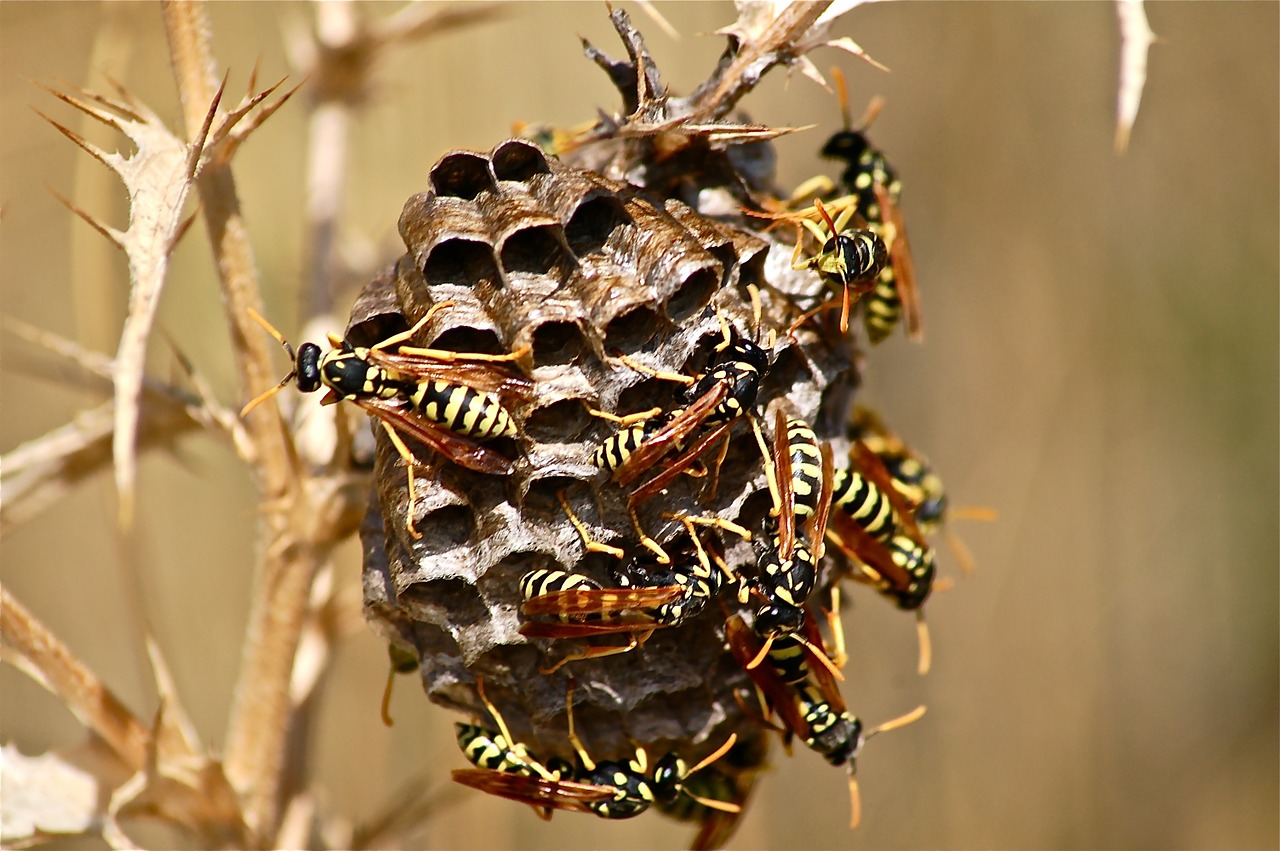 it wasp swarm diaper insect free photo