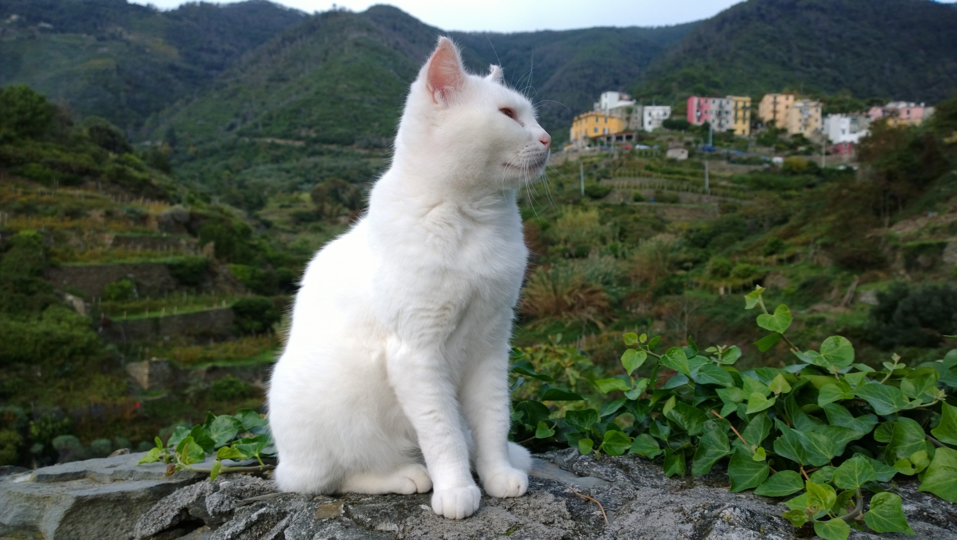 white cat cinque terre free photo