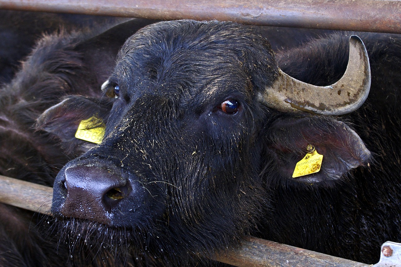 italian buffalo buffalo paestum free photo