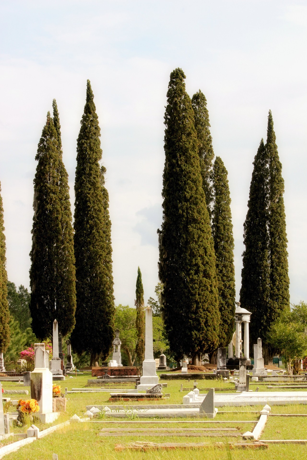 italian cypress trees cemetery graveyard free photo
