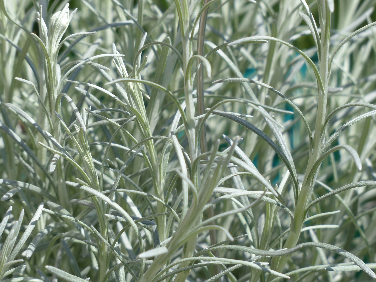 italian immortelle kitchen herb plant free photo
