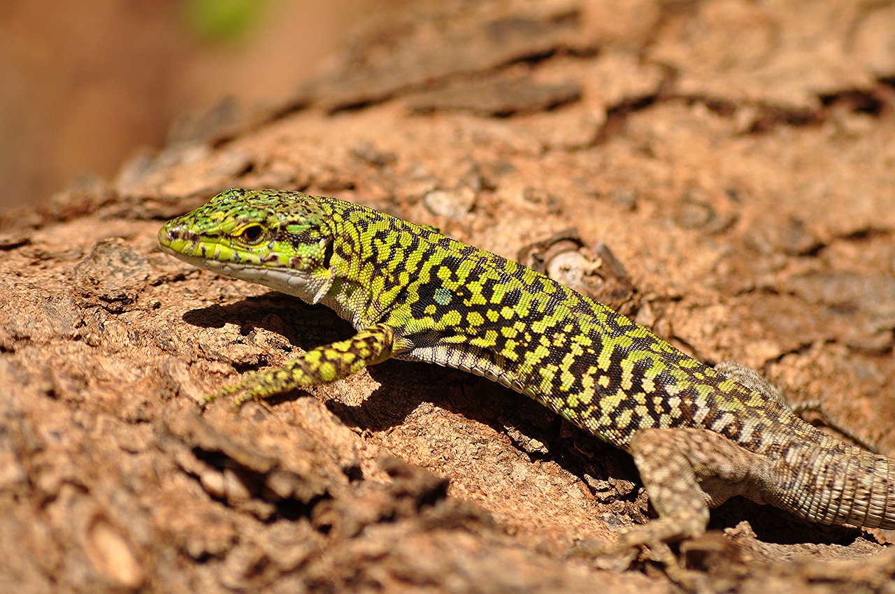 italian wall lizard reptile wildlife free photo