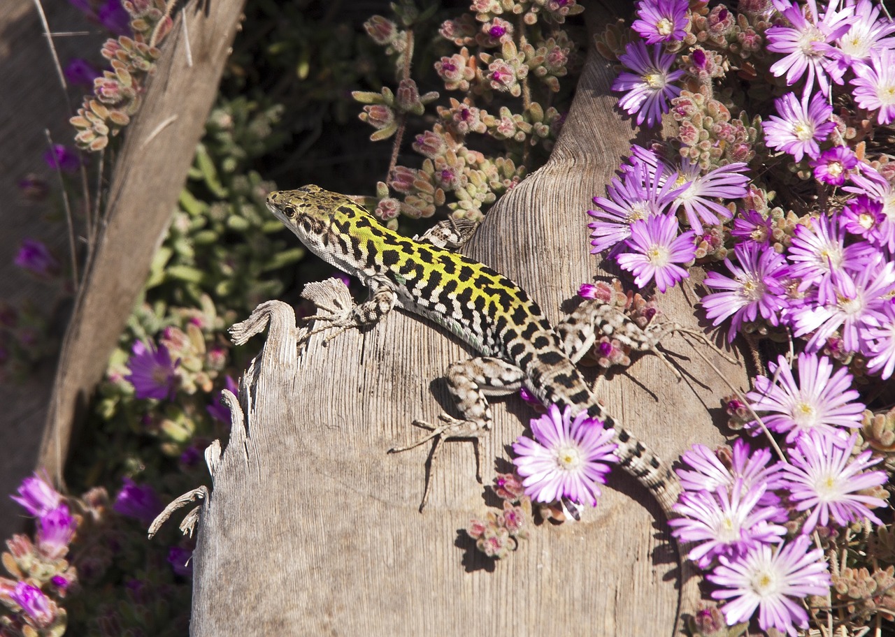 italian wall lizard reptile wildlife free photo