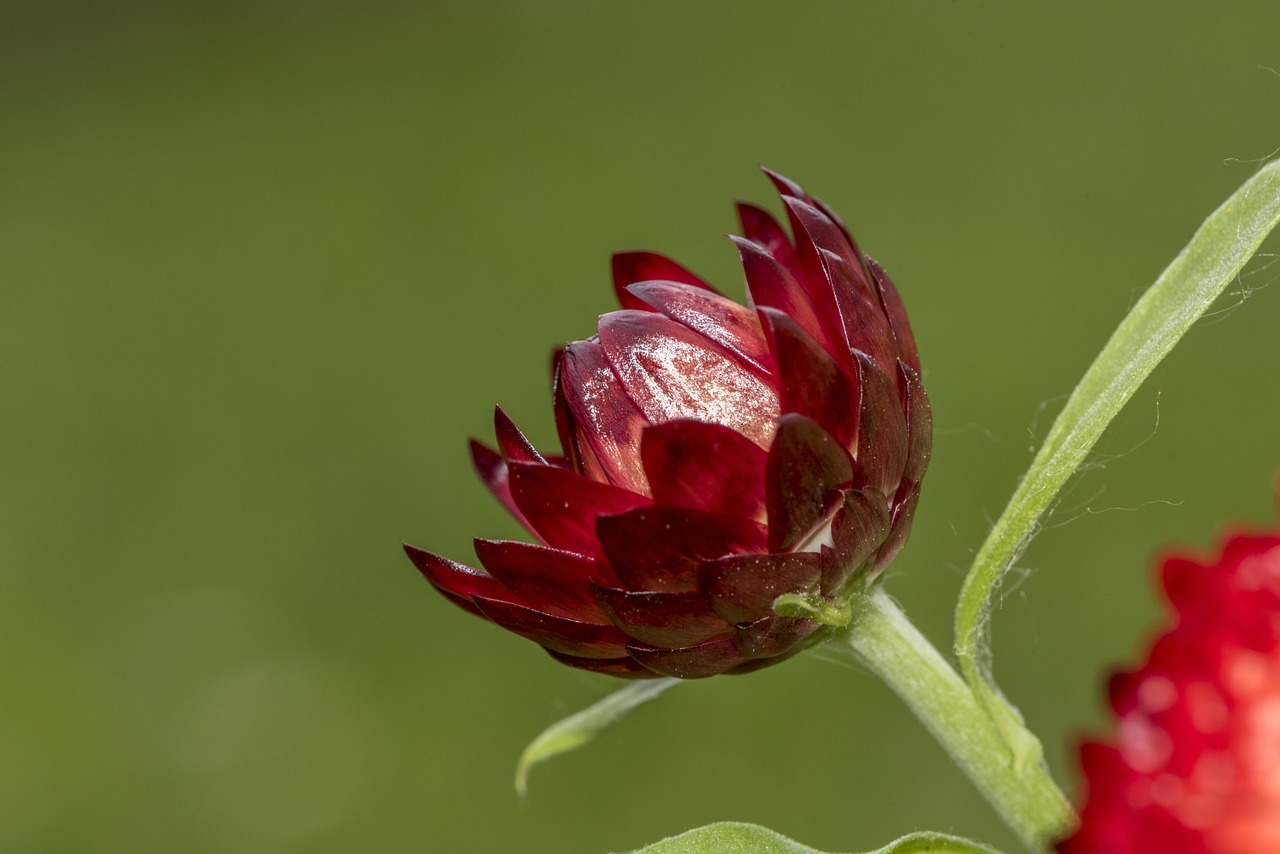 italicum flower forever free photo