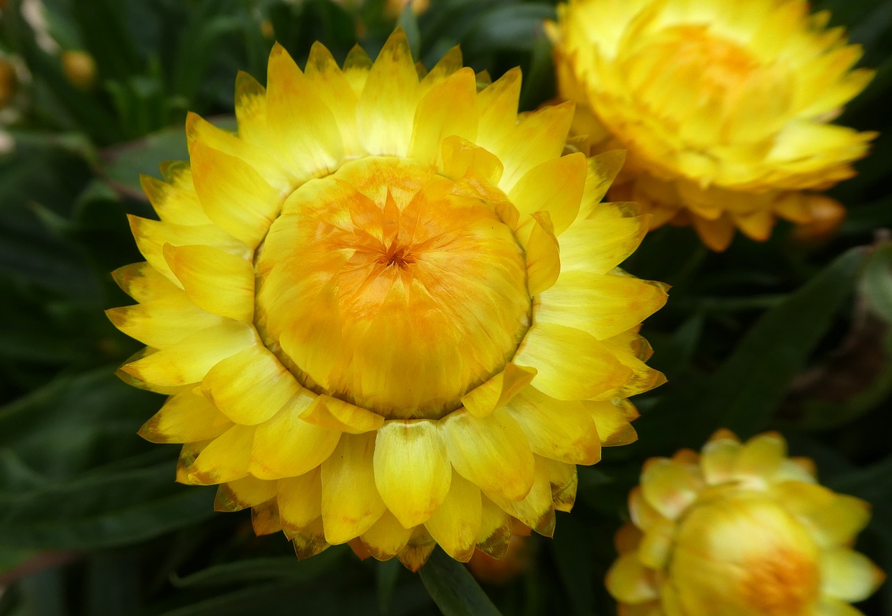 italicum  yellow  blossom free photo