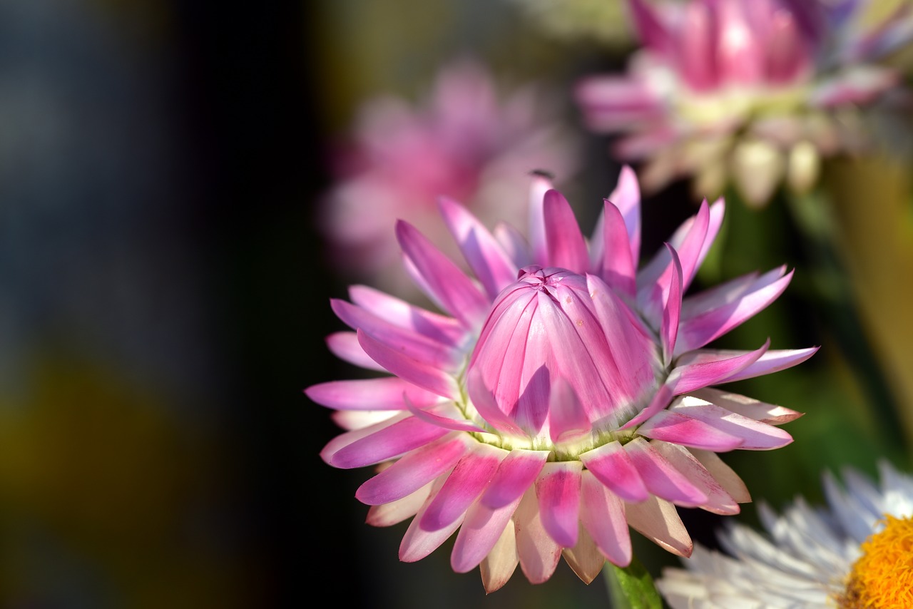 italicum  summer  blossom free photo