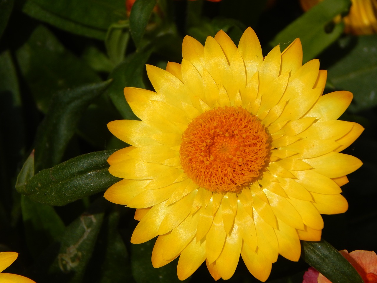italicum  flower  yellow free photo