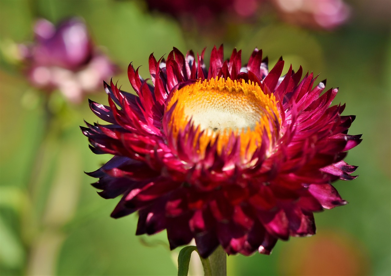 italicum  flower  blossom free photo