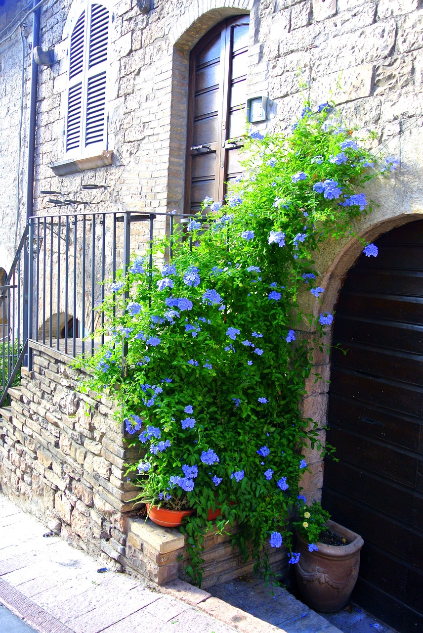 italy flowers country free photo