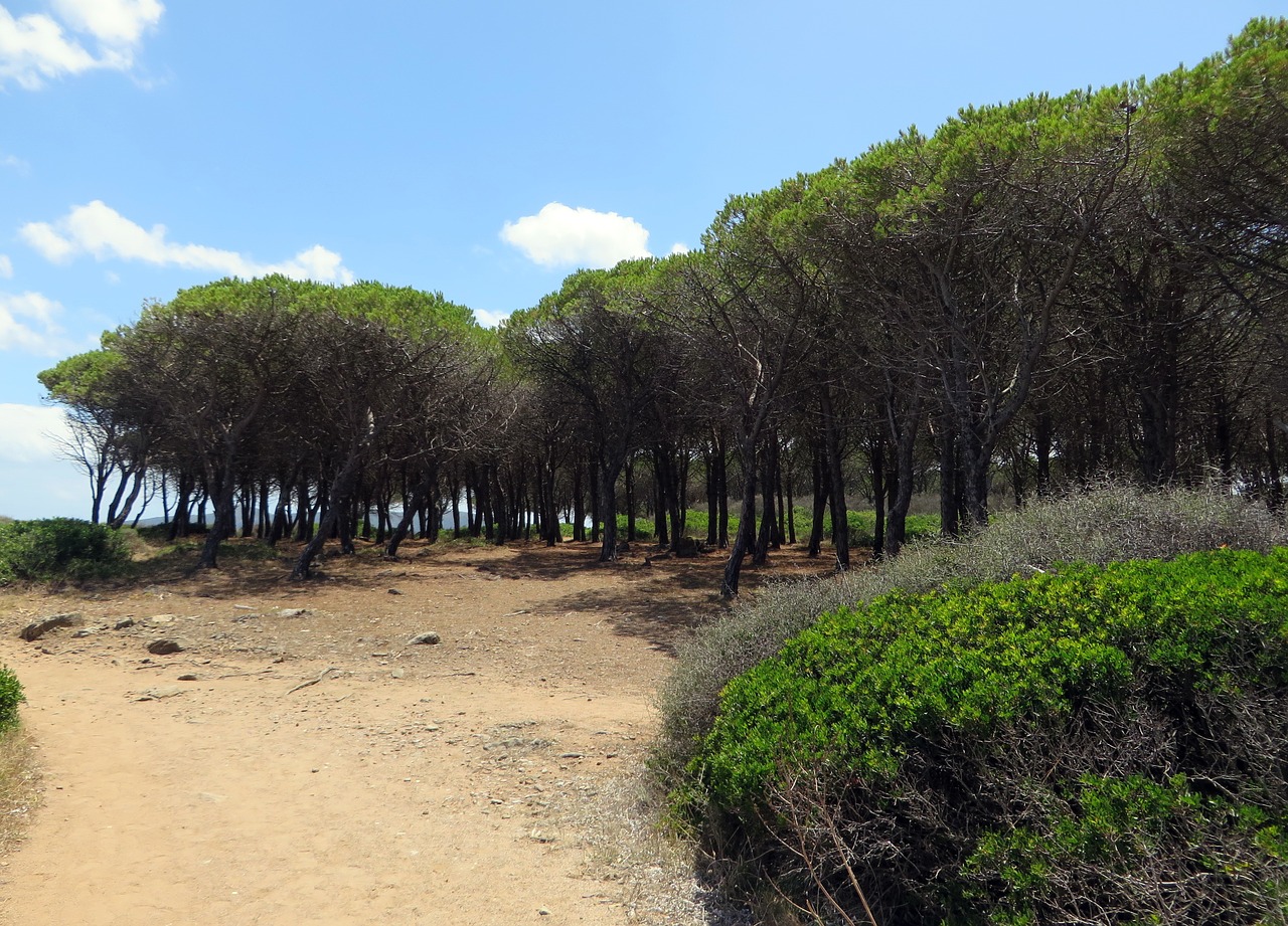 italy sardinia wood free photo