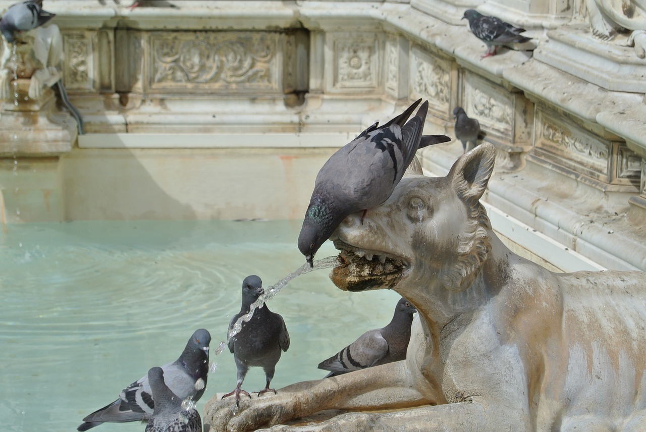 italy fountain pigeons free photo