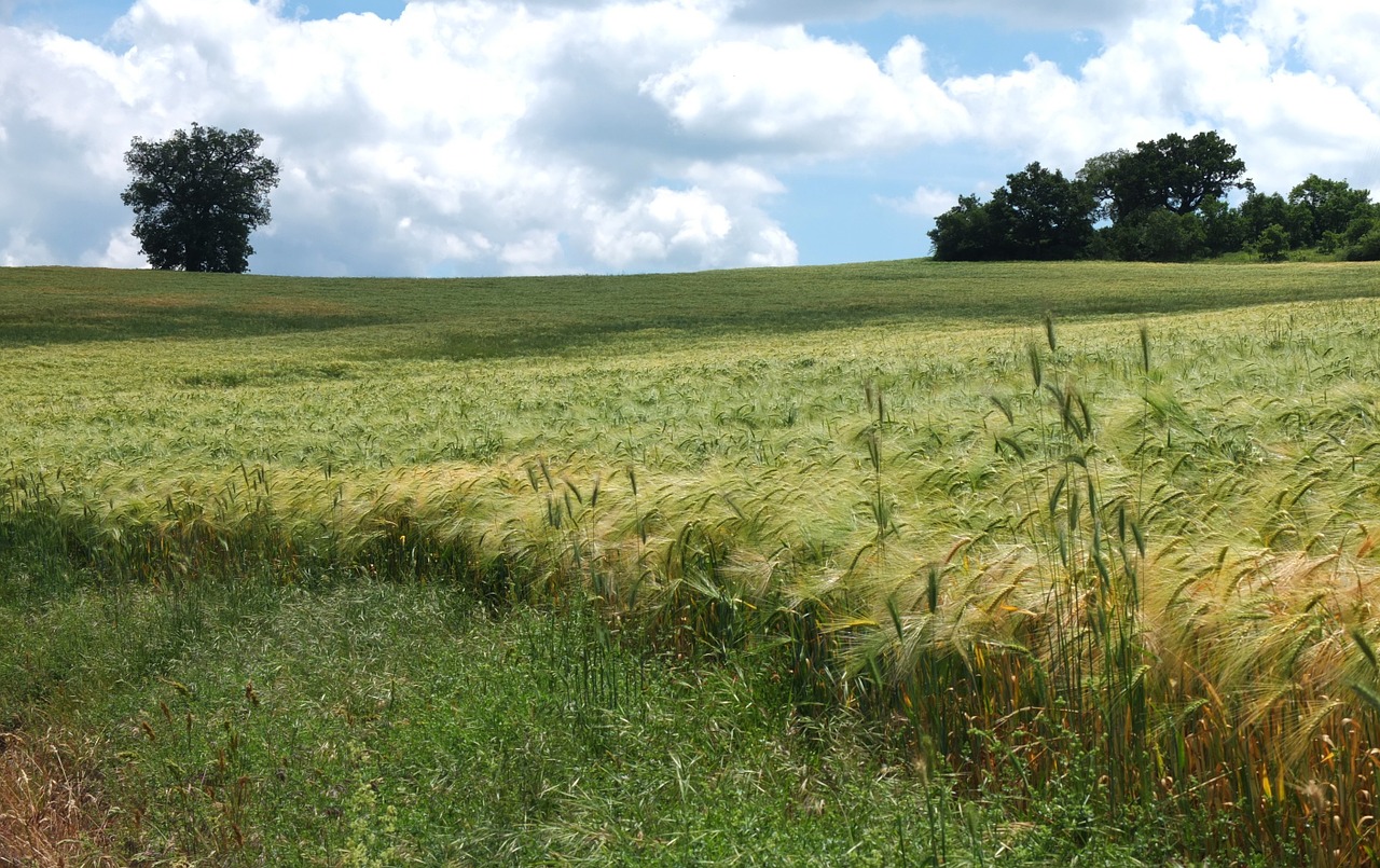 italy field trees free photo