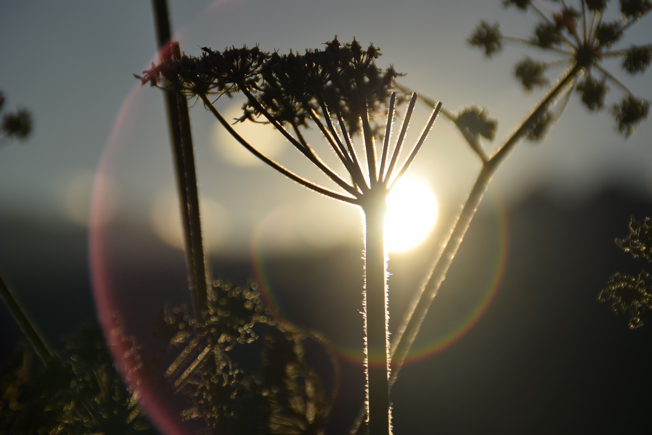 italy flower sun free photo