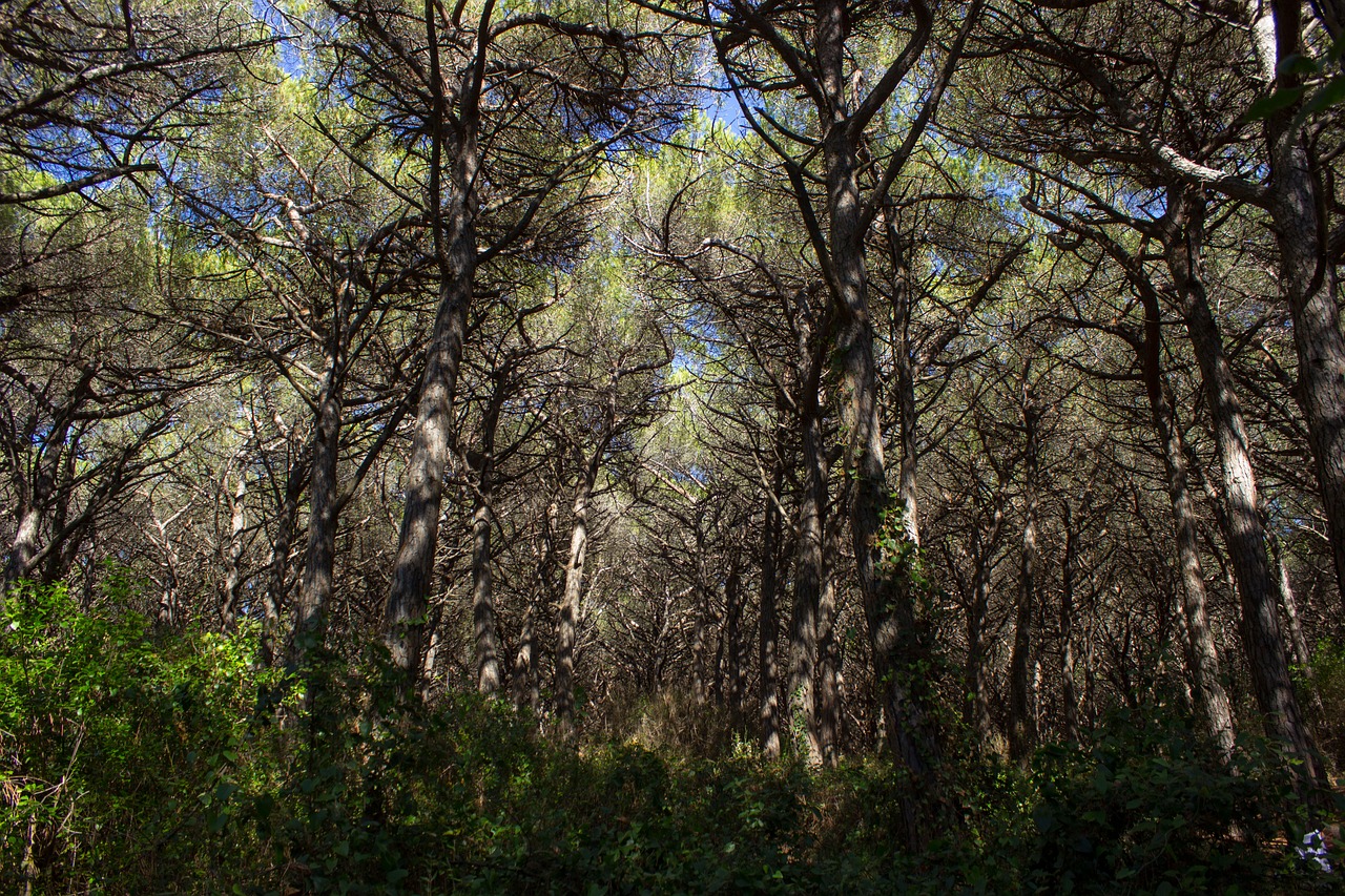 italy tuscany pine forest free photo