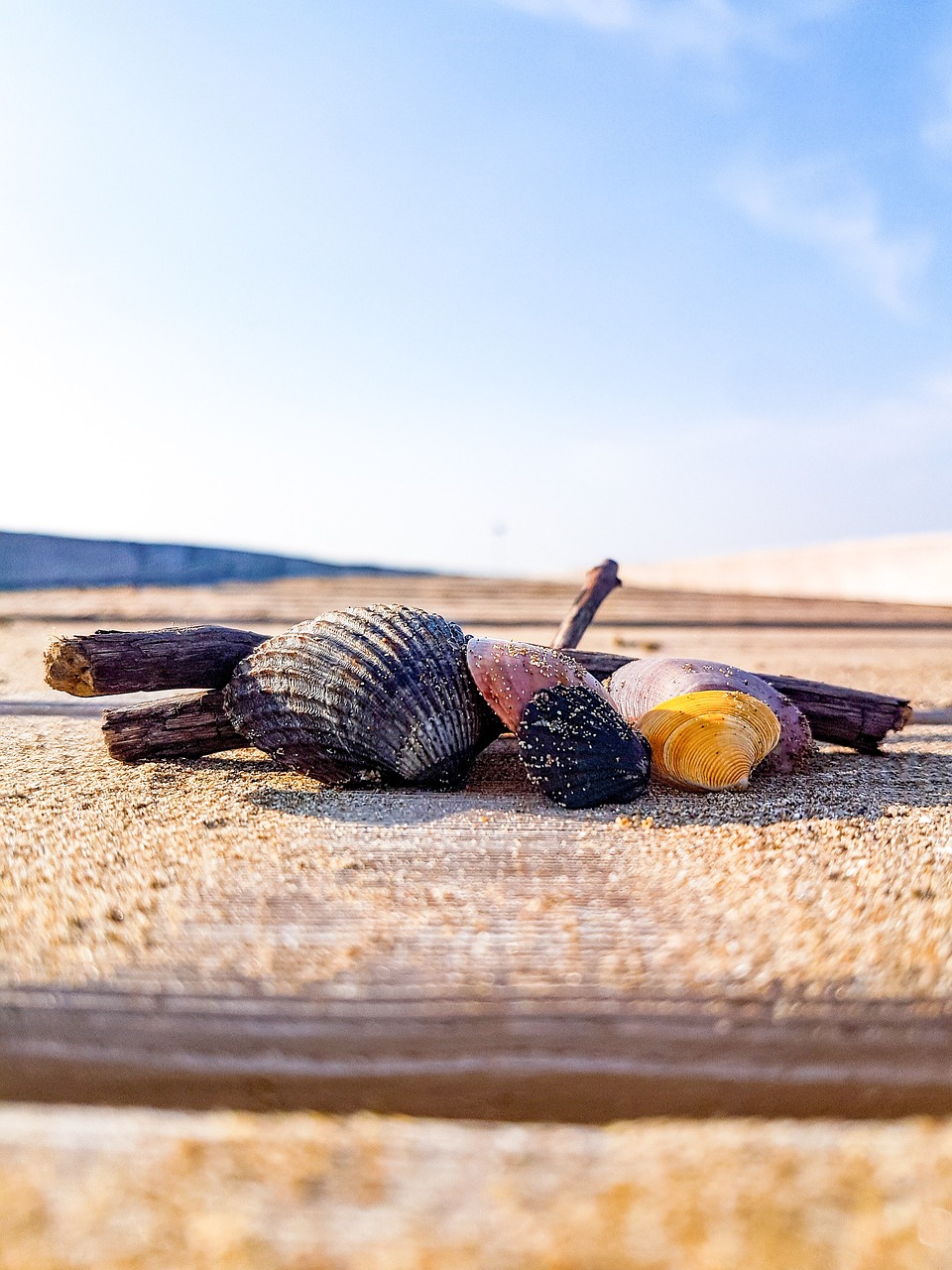 italy beach mussels free photo