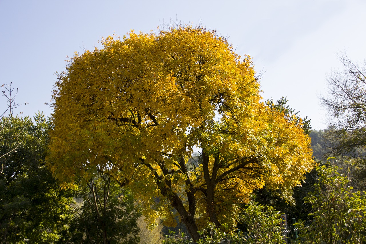 italy tree autumn free photo