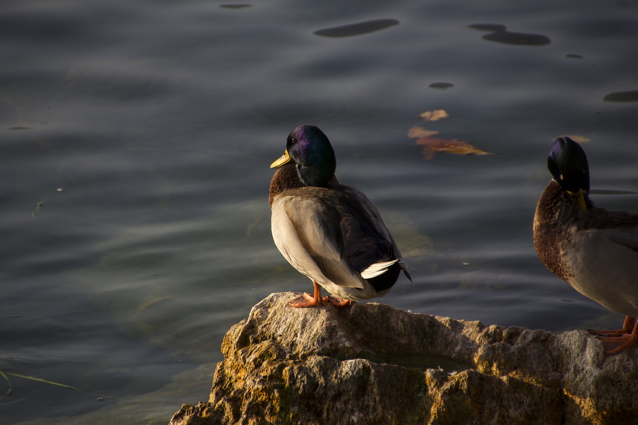 italy duck nature free photo