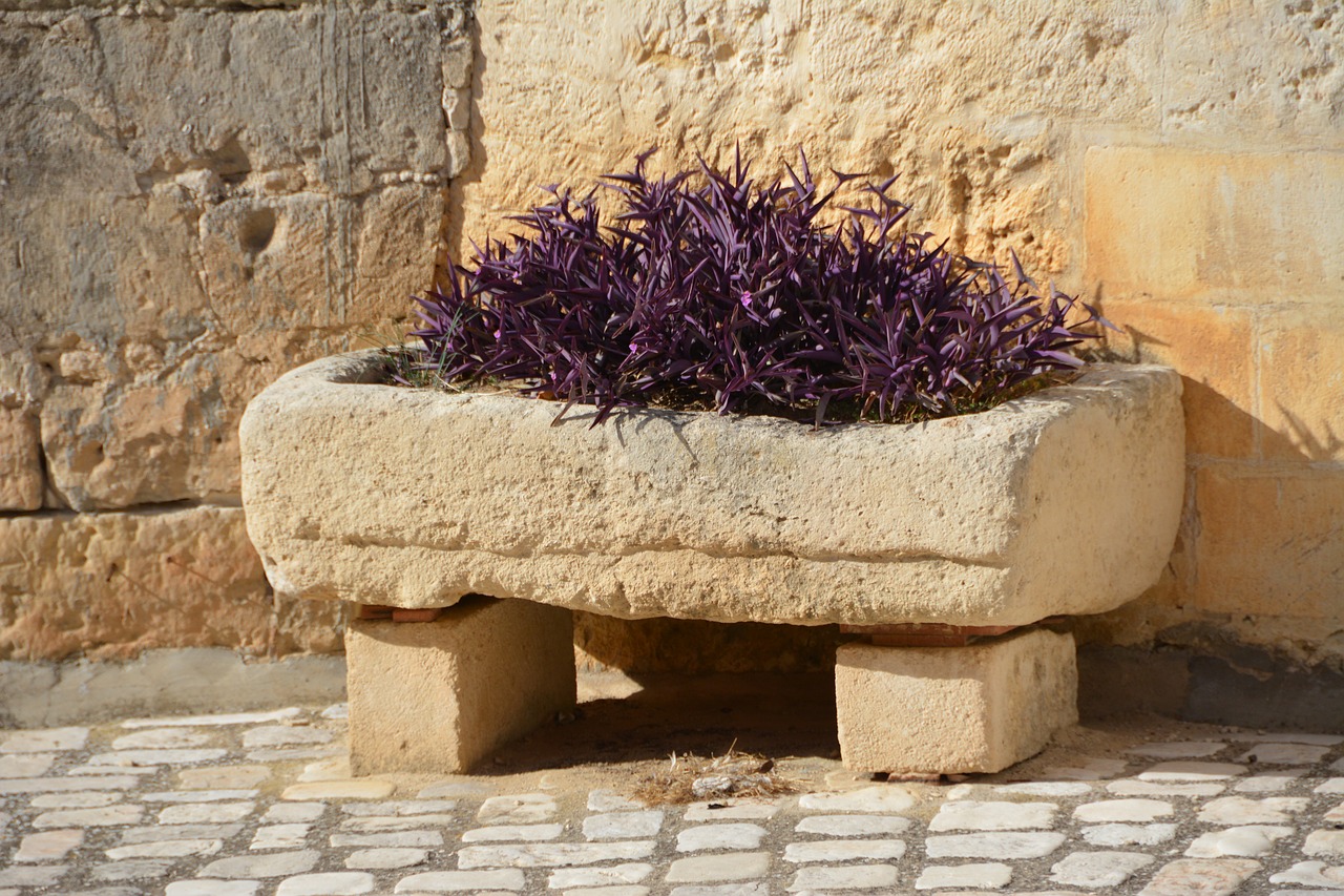 italy matera flowers free photo