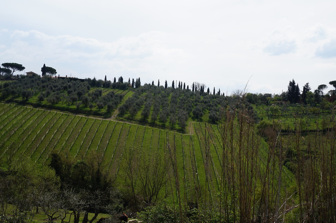 italy  tuscany  vineyard free photo