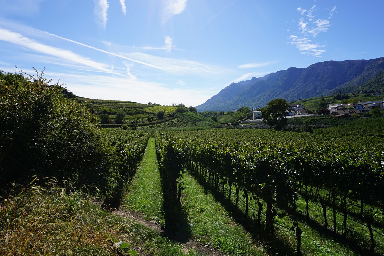 italy  the kalterer lake  vines free photo