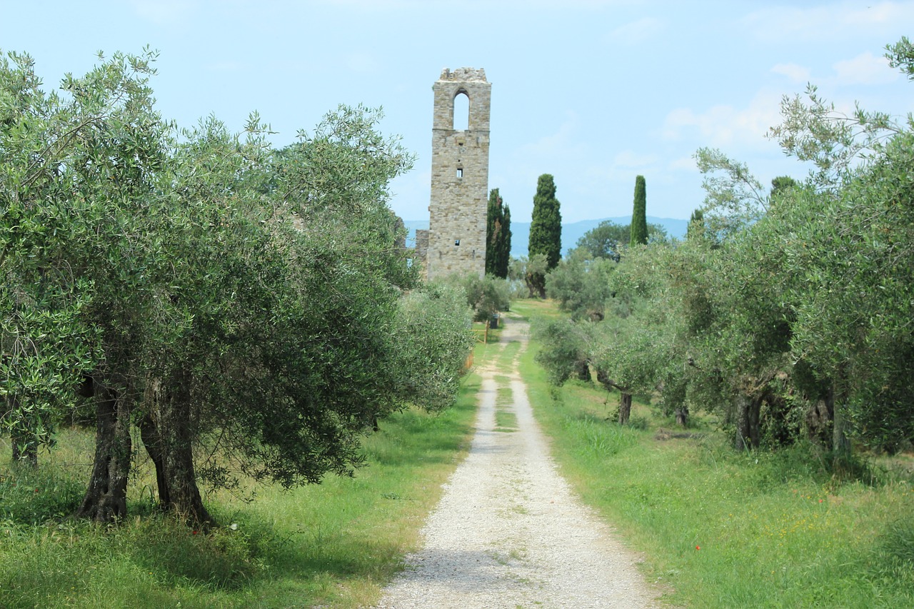 italy  ruin  olive trees free photo