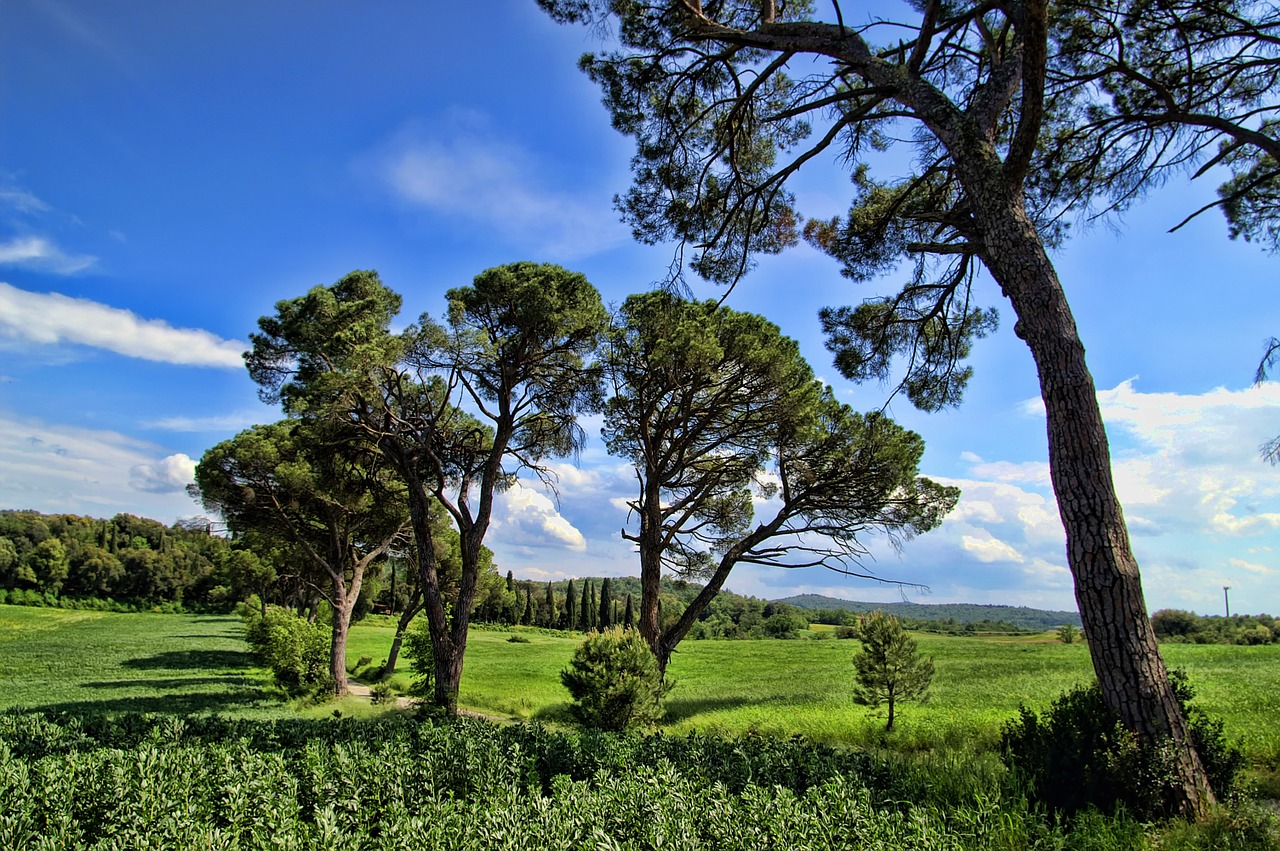 italy tuscany nature free photo