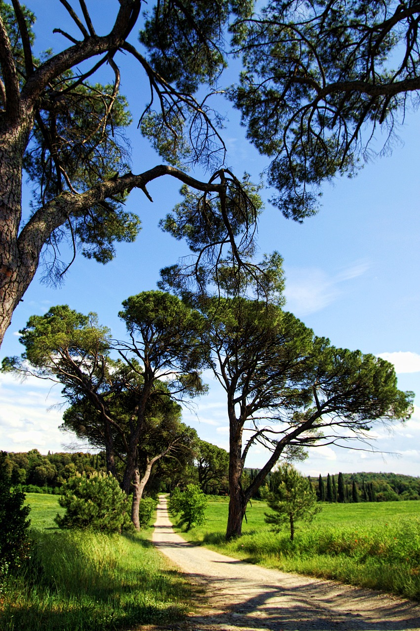 italy tuscany nature free photo