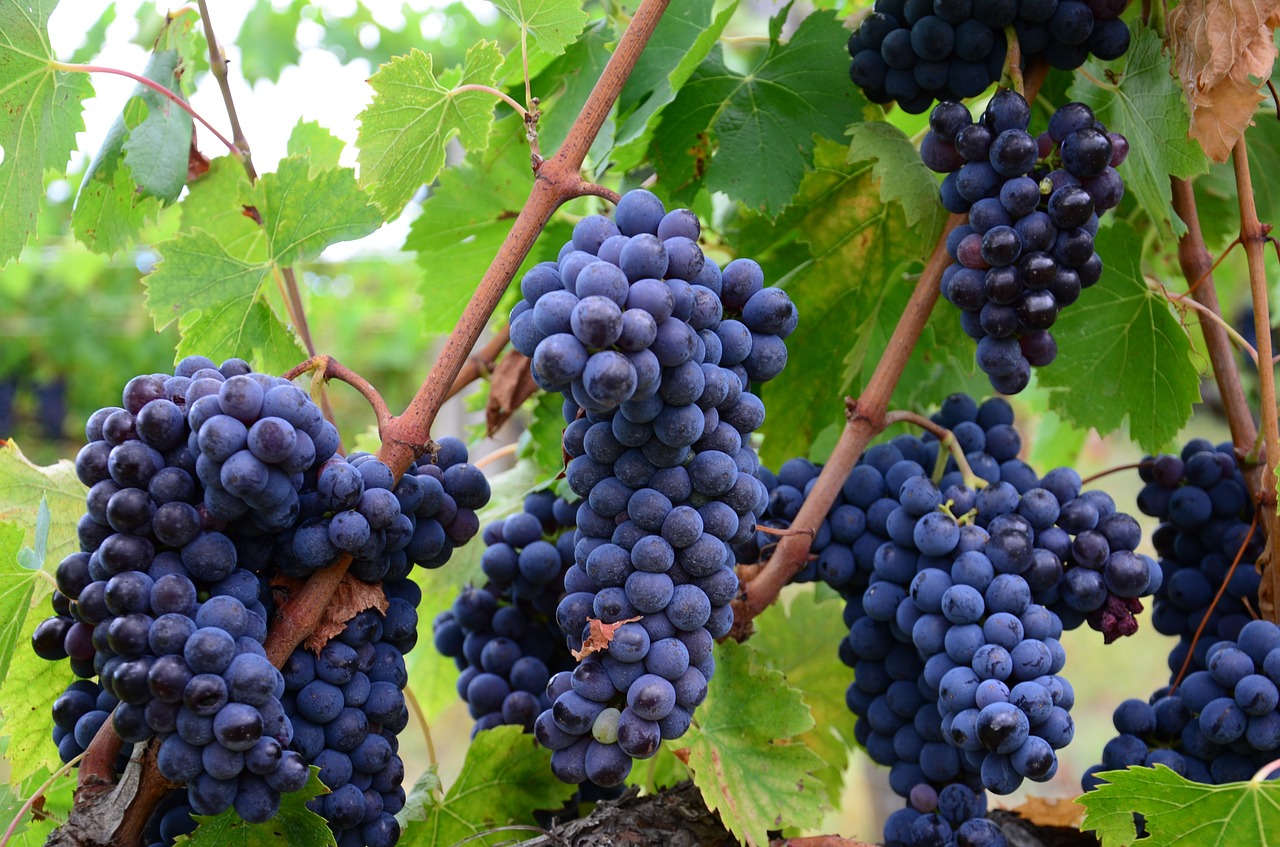 italy vineyard grapes wine free photo