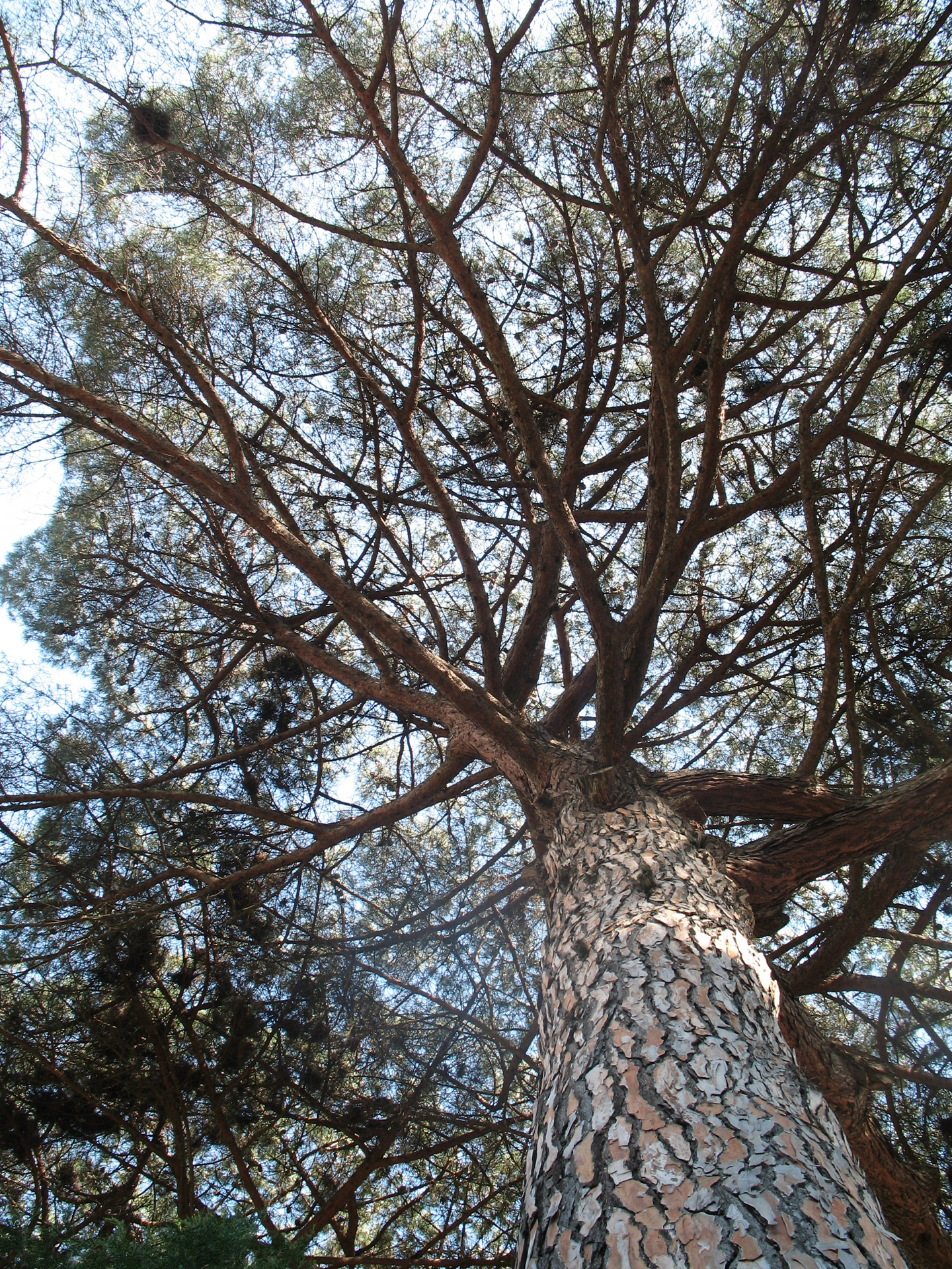 italy large tree free photo