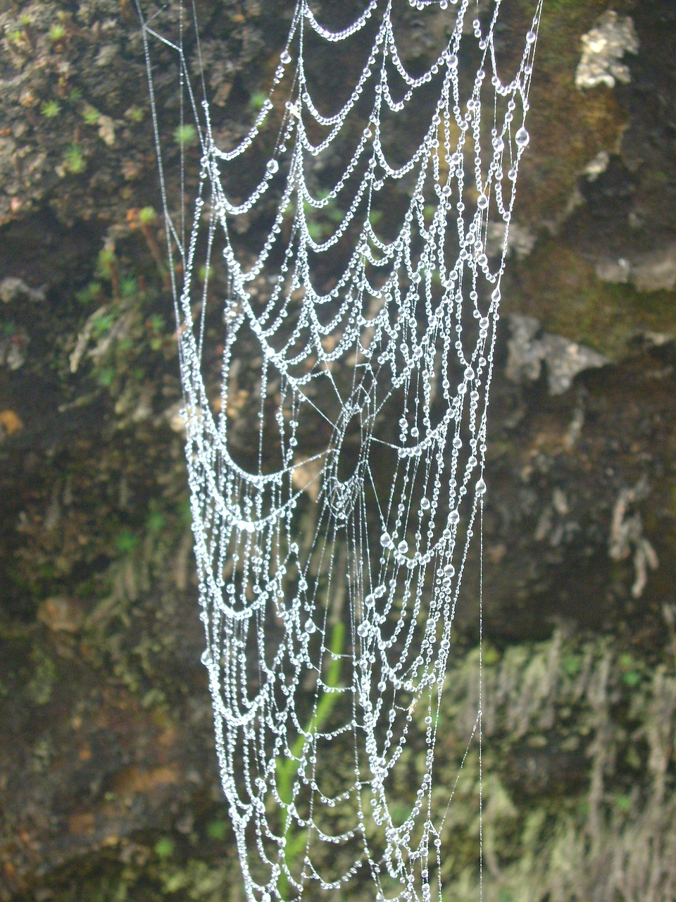 itatiaia national park vegetation of altitute free photo