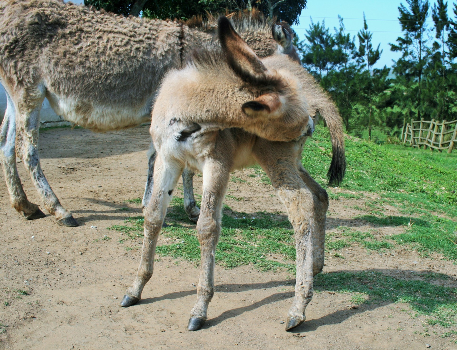 animal farm donkey free photo