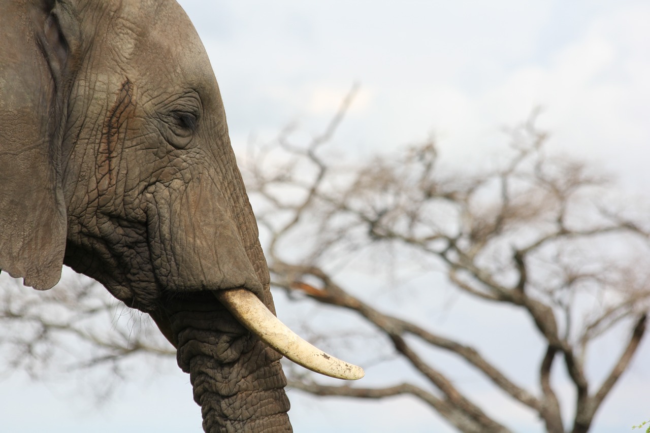 ivory elephant tusks free photo