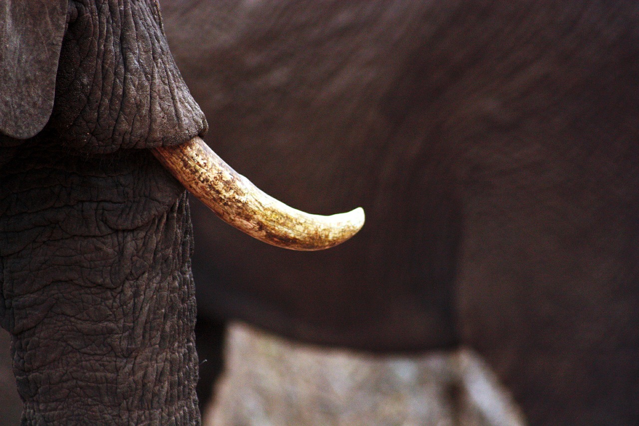 ivory elephant animal free photo
