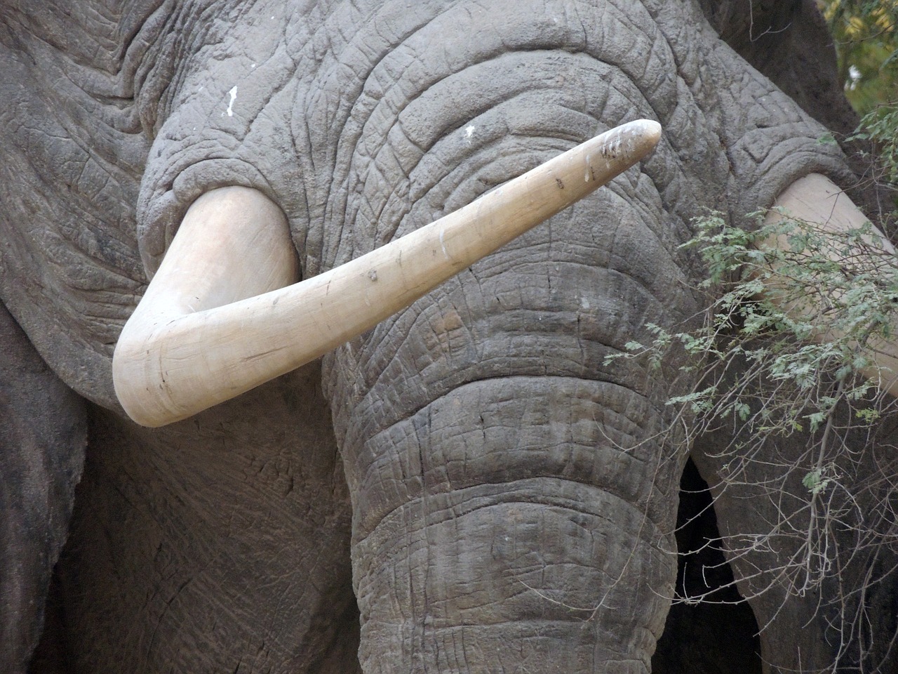 ivory tusk animals free photo