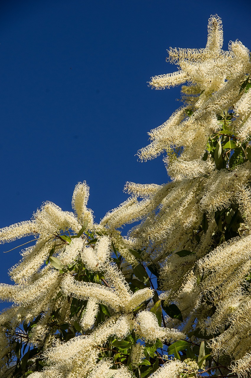 ivory curl tree buckinghamia celsissima flowers free photo