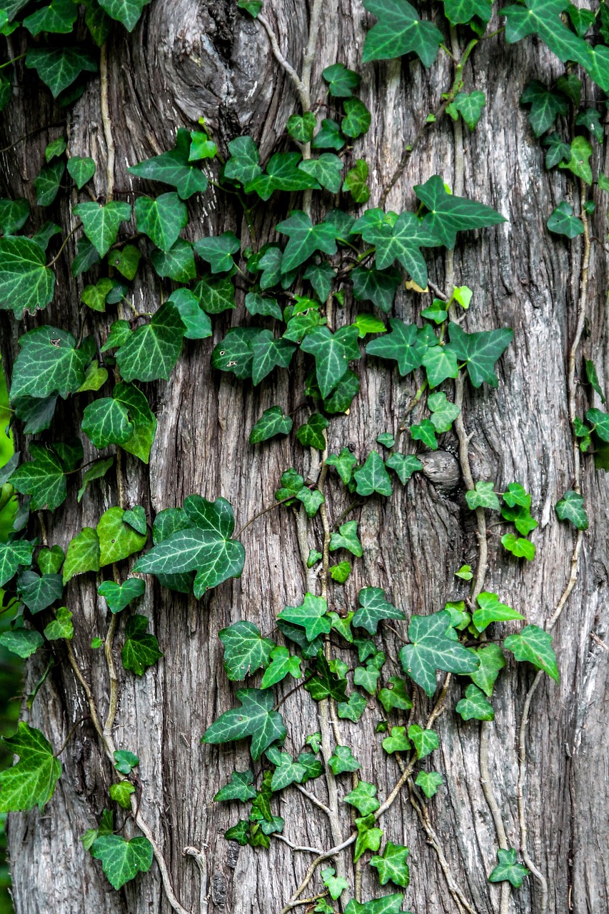 ivy plant creeper free photo