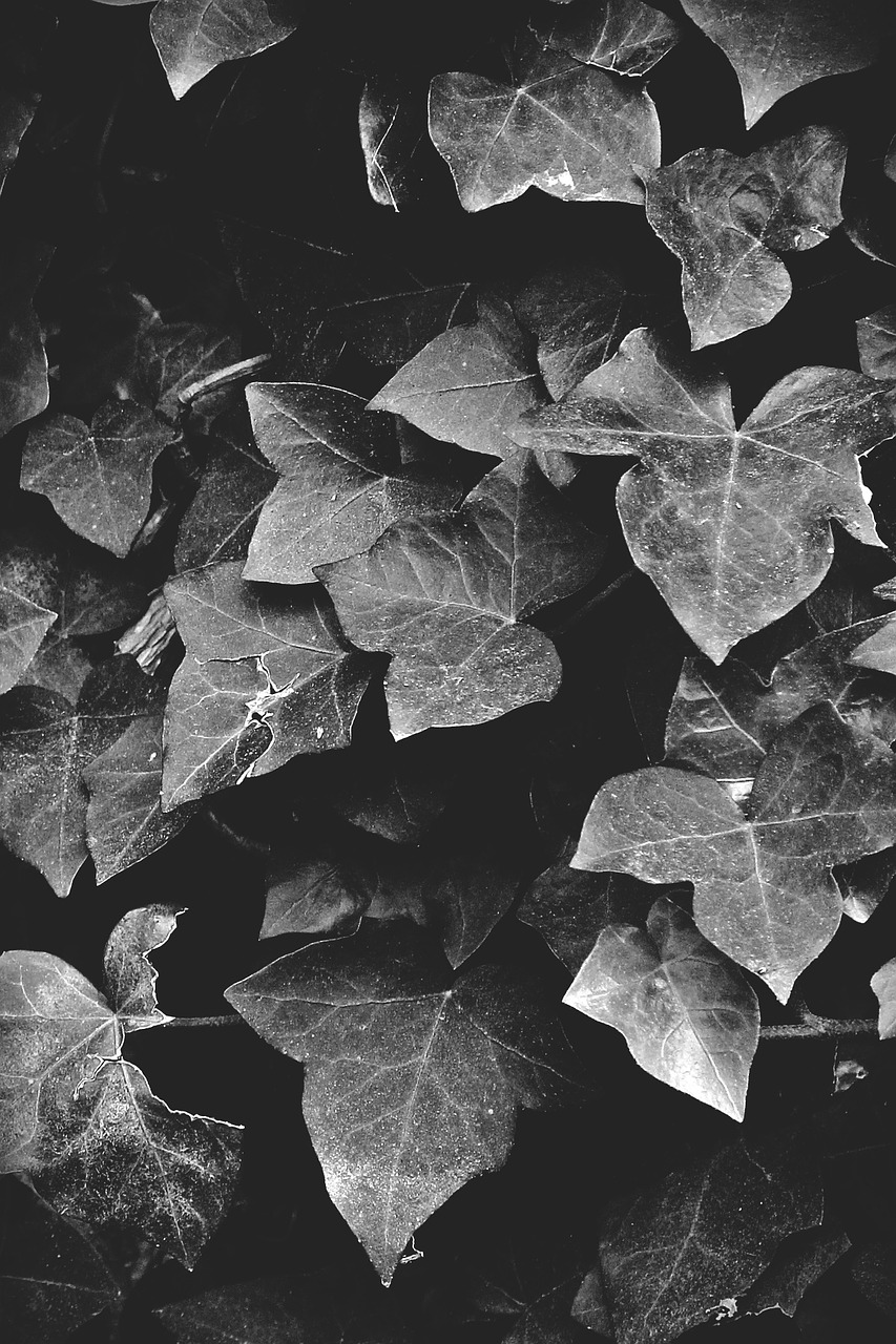 ivy black and white autumn free photo