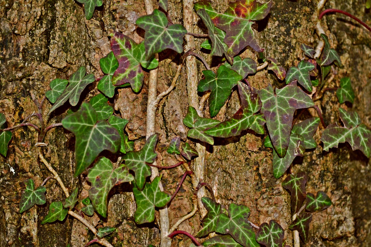 ivy creeper tree free photo