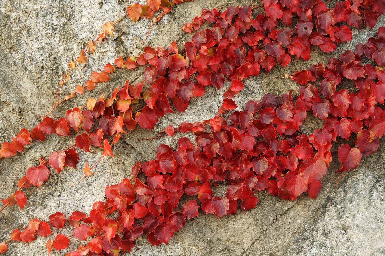 ivy vine autumn free photo