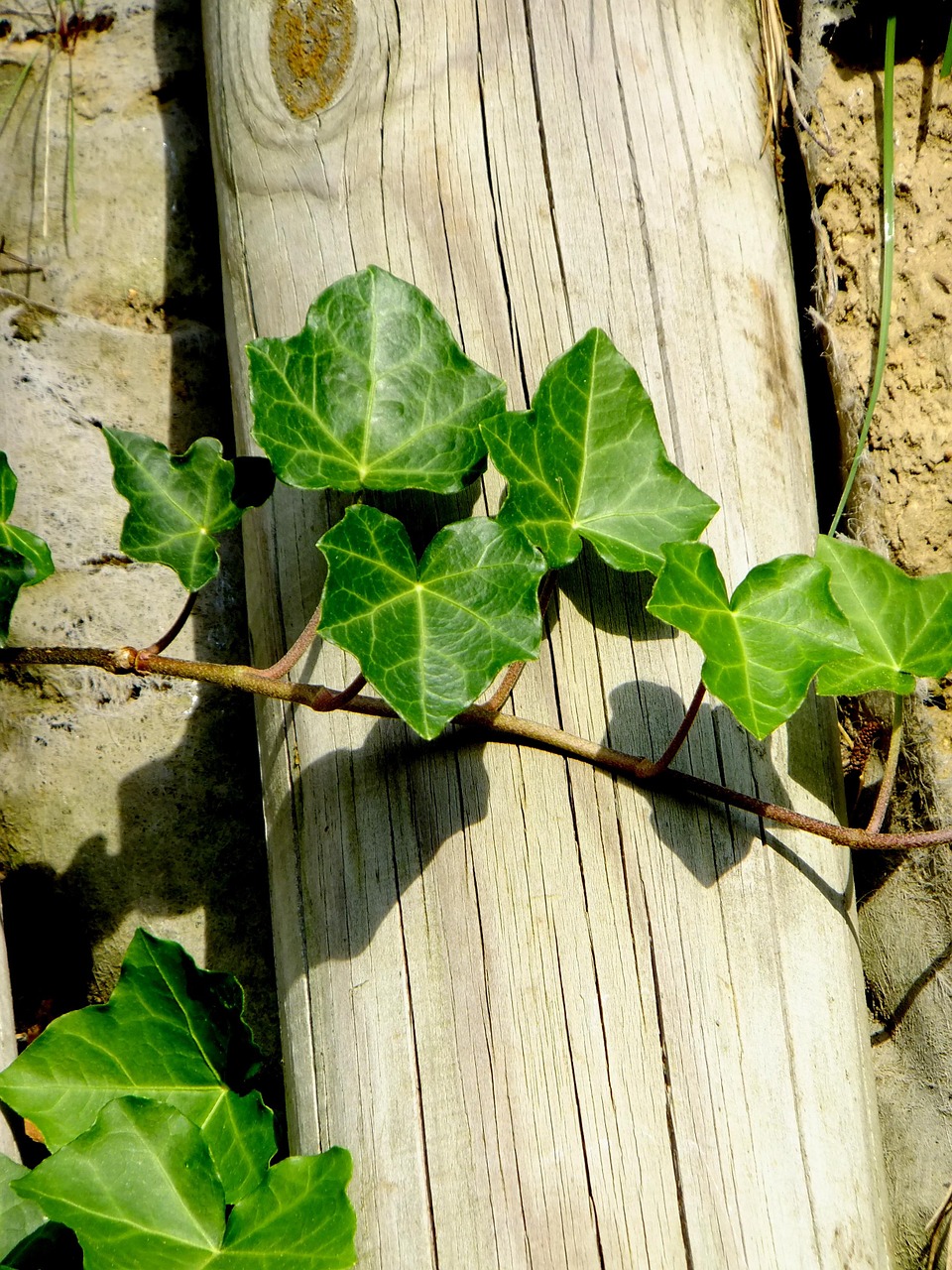 ivy vedben plant free photo